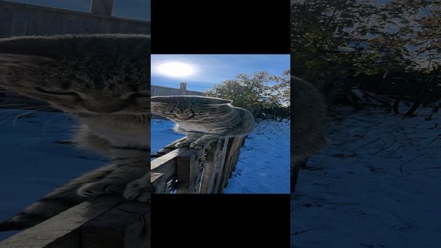 VID_20241013_111108.mp4