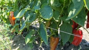 Оцениваем Сладкий перец Каптур 2023 год.