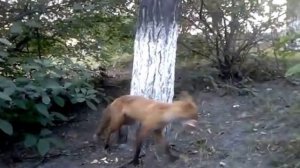 Лиса зашла на территорию завода в поисках пищи.