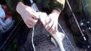 Тестирование плоских джиговых приманок