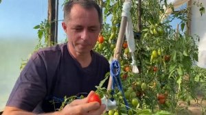 🍅ТОМАТ ПУНТО 7 F1