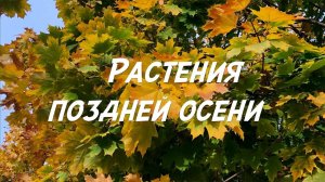 ОБЗОР РАСТЕНИЙ и РАБОТ на даче в НОЯБРЕ