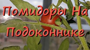 Помидоры На Подоконнике Томаты На Подоконнике Зимой НАШ ОПЫТ