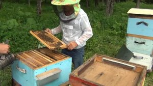 500+ Новый метод содержания основных семей с матками помощницами.