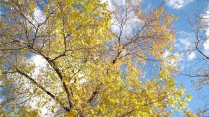 Юные благовещенцы наводят порядок в Благовещенске в рамках акции «Город берегу»