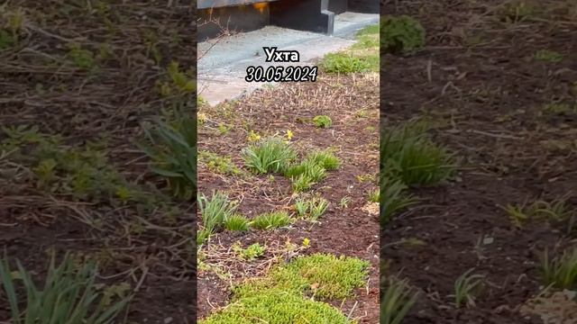 #Ухта …о, у нас цветут нарциссы…Республика Коми…30.05.2024