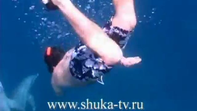 Люди и дельфины Dolphins and people