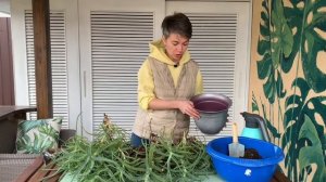 Как рассадить взрослый куст Алоэ и не загубить его