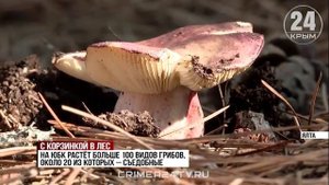Осенний урожай: на Южном берегу Крыма стартовал грибной сезон