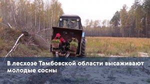 В лесхозе Тамбовской области высаживают молодые сосны