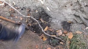 Обрезка и укрытие столового винограда Лора (Флора) | Укрытие АРОЧНОГО куста винограда