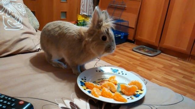 Зайчик кушает мандарины.