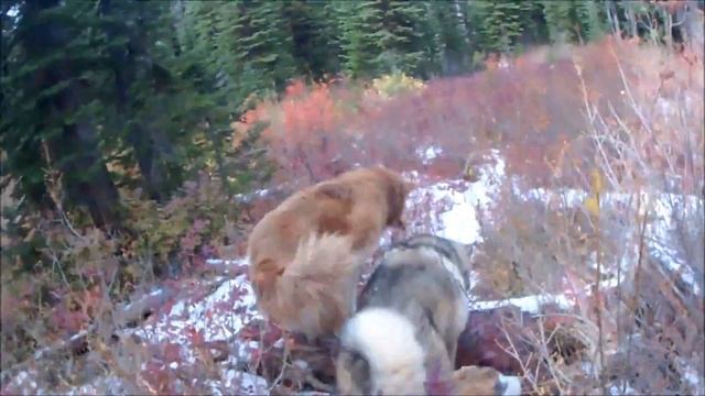 Mt. Roberts Thanksgiving Hike смотреть онлайн