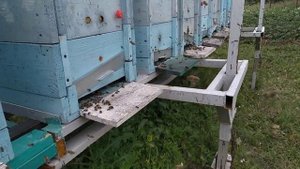Пчеломодуль .Главный взяток.