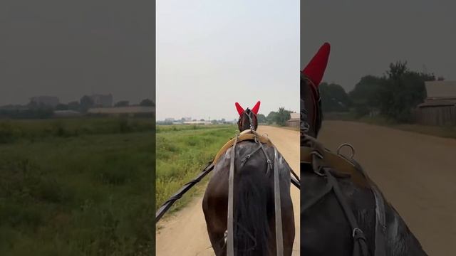 #тренировки #рысаки #ипподром#дальнийвосток #маховая#благовещенск