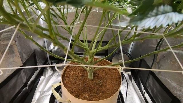 Spider Farmer | VeryCherry Godbud - Week Two - Ep. 67