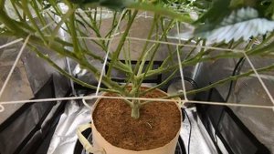 Spider Farmer | VeryCherry Godbud - Week Two - Ep. 67