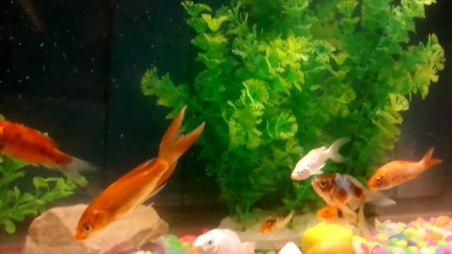 Aquarium || Fish Tank || Aate Jaate || Song || Color Grading || Video Editing by Surabhi Chaubey смотреть онлайн