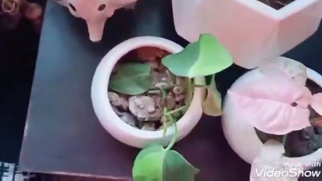 How I decorated my center table, window and corner table with beautifuls indoor plants 🌻🌼🏵️🌱🌿☘️ смотреть онлайн