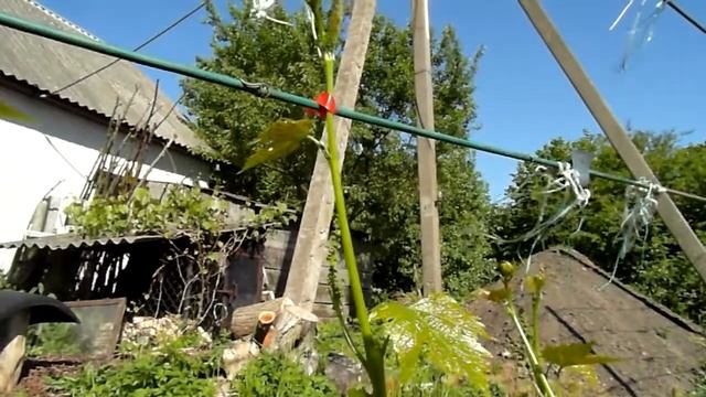 Тапінер, тапітоль для швидкої підв"язки виноградних пагонів. смотреть онлайн