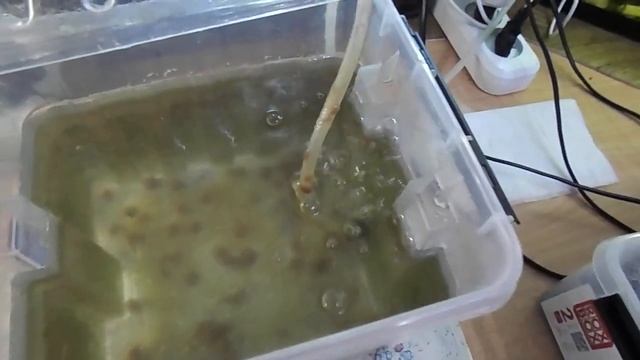 134 Выращивание аулофоруса в воде (не на губке) смотреть онлайн