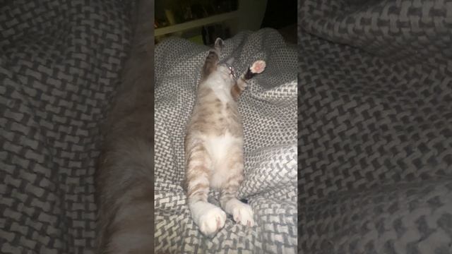 #cat #kitten #коты #catee #catlover #cute #животные #kitty #caty