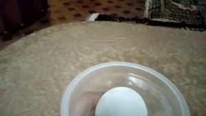 ПЯТЬ НОЧЕЙ В КВАРТИРЕ #1