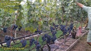 Гранатовый