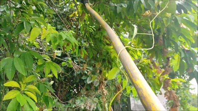 Atis or Sugar-Apple Picking / Health benefits of Atis