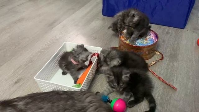 Котята мейн-кун из помёта Е. Игры в возрасте 1 месяц