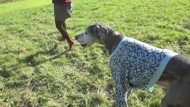 Mac DeMarco // My Kind of Woman (Ukulele Cover) Hazel Hermit смотреть онлайн