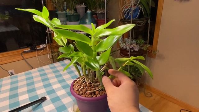 羚羊石斛用矿物油杀虫前后生长状况对比 Dendrobium antennatum before and after horticultural oil application