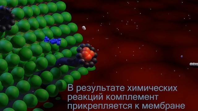 Как работает мембраноатакующий комплекс комплемента