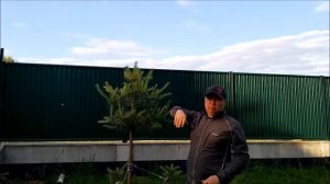 Как сформировать сосну ниваки в топиарной форме во второй сезон.