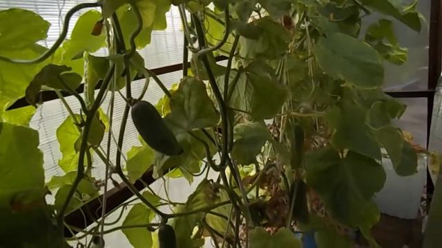 139 Огурцы на гидропонике 4 августа. смотреть онлайн