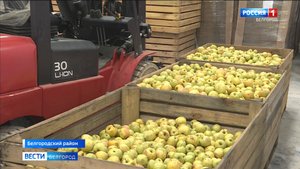 Белгородские фермеры открыли фруктохранилище
