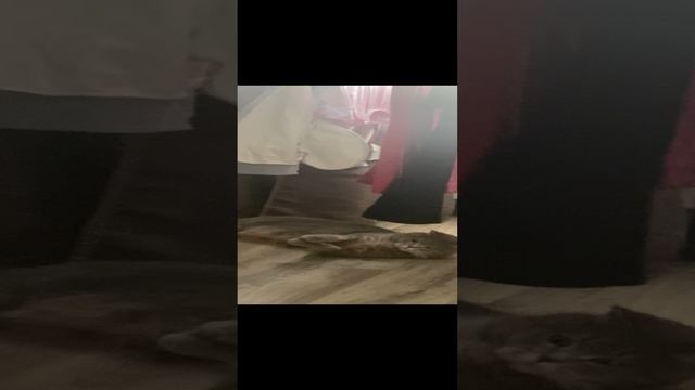 Кот и одежда