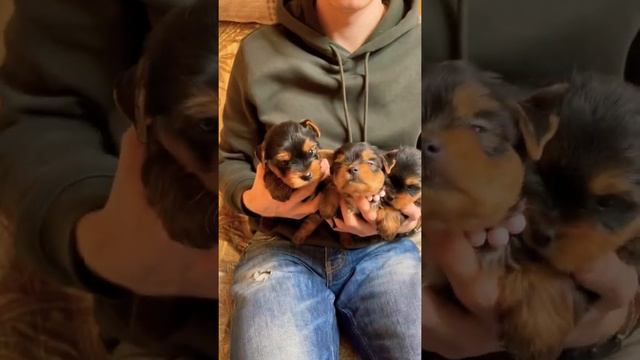 Зенки йоркширский терьер, девочка йорк и мальчики йорки смотреть онлайн