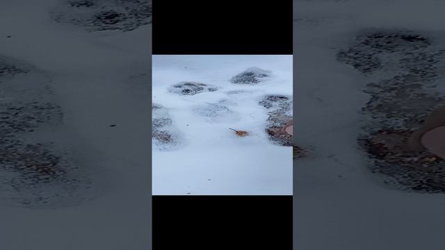 На белом, белом покрывале октября 19.10.2024 #докторндн #пасхальвиварий #челябинск #лес  #первыйснег