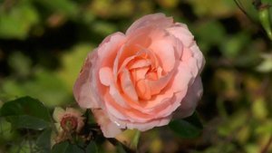 Миранов Ильнар Кайтырсын бер сагынып.