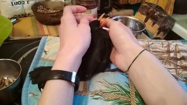 Черный дрозд в приюте