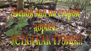 Лесной коп по старой дороге. Поиск монет с Квазар Арм