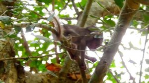 TINY ALBA DEEP FEAR OF KING TITUS ATTACKED, ALBA CRY VERY LOUD