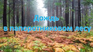 Белый шум. Дождь в лесу папоротника на Олхинской горе