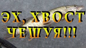 РЫБАЛКА ЗИМОЙ НА ЖЕРЛИЦЫ. ЛОВЛЯ ЩУКИ НА ЖИВЦА В ЧЕРТЕ ГОРОДА