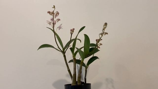 「22220」“苹果花”澳洲石斛【兰花词典54】Dendrobium Bardo Rose 'Apple Blossom' //静姐说花 смотреть онлайн