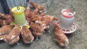 IMG_0482Куры несушки