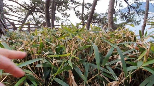 [부산여행]부산 송정해수욕장 입구의 죽도에 울창한 자연림으로 조성된 곳으로 소나무와 대나무,동백나무와 죽도공원을 둘러싸고 있는 아름다운 바다와 기암괴석이 일품, смотреть онлайн