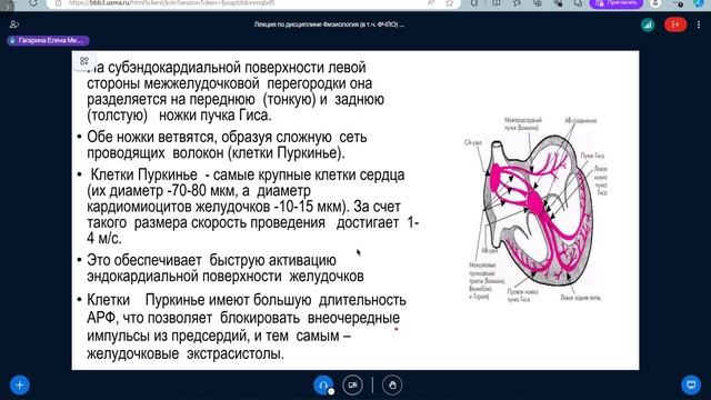 Физиология. Лекция 3