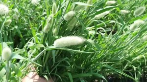 Зайцехвост лагурус- первый опыт посадки 2023г